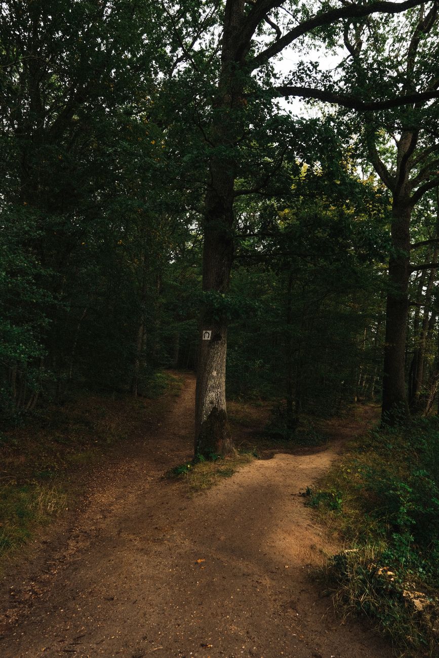 A path forking in two directions