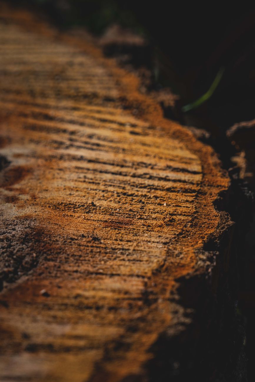 Growth rings on a cut tree trunk