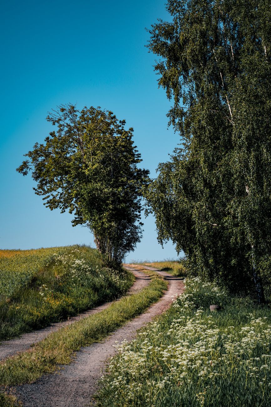 A country track curving through a meadow