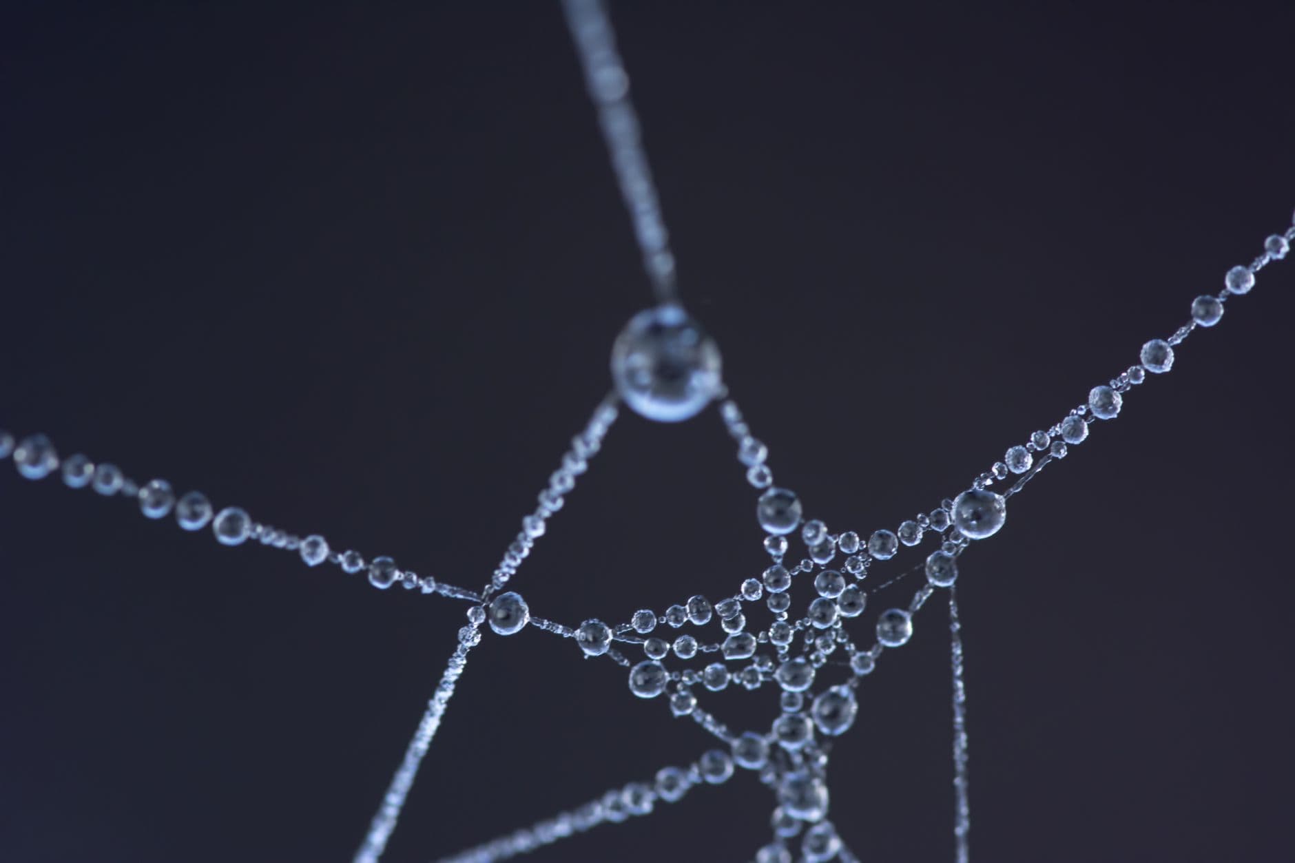 Dew on a spider web